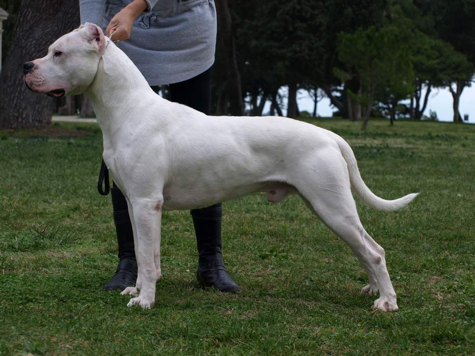 Dogo Argentino: Argentine breed of dog