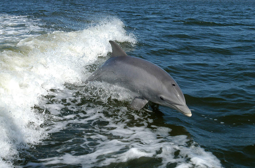 Dolphin: Marine mammals, closely related to whales and porpoises