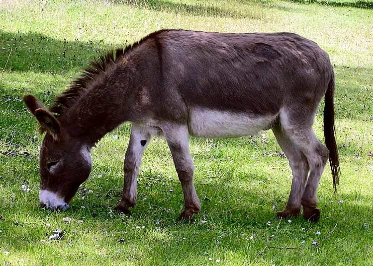 Donkey: Domesticated animal used for transportation