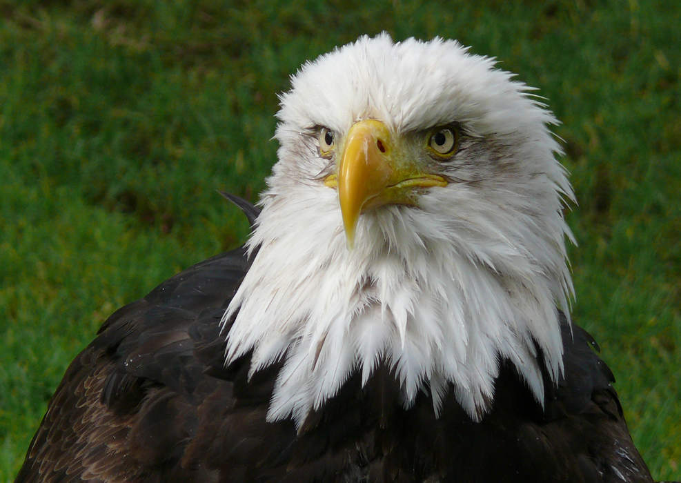 Eagle: Large carnivore bird