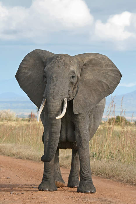 Elephant: Large terrestrial mammals with trunks from Africa and Asia