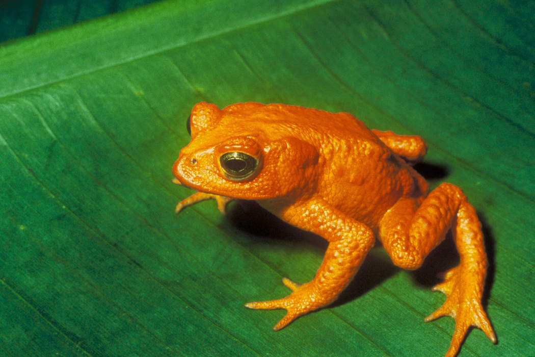 Endangered species: Species of organisms facing a very high risk of extinction