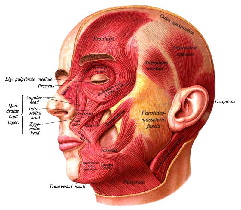 Face: Part of the body at the front of the head