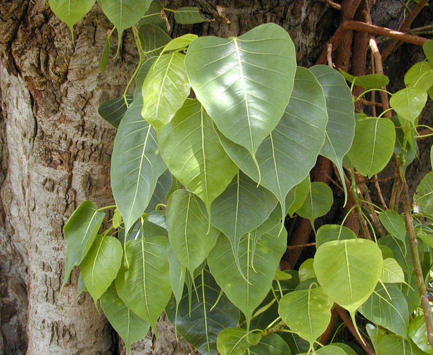 Ficus religiosa: Species of fig