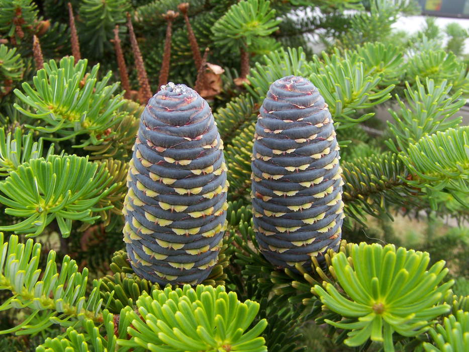 Fir: Genus of plants in the conifer family Pinaceae