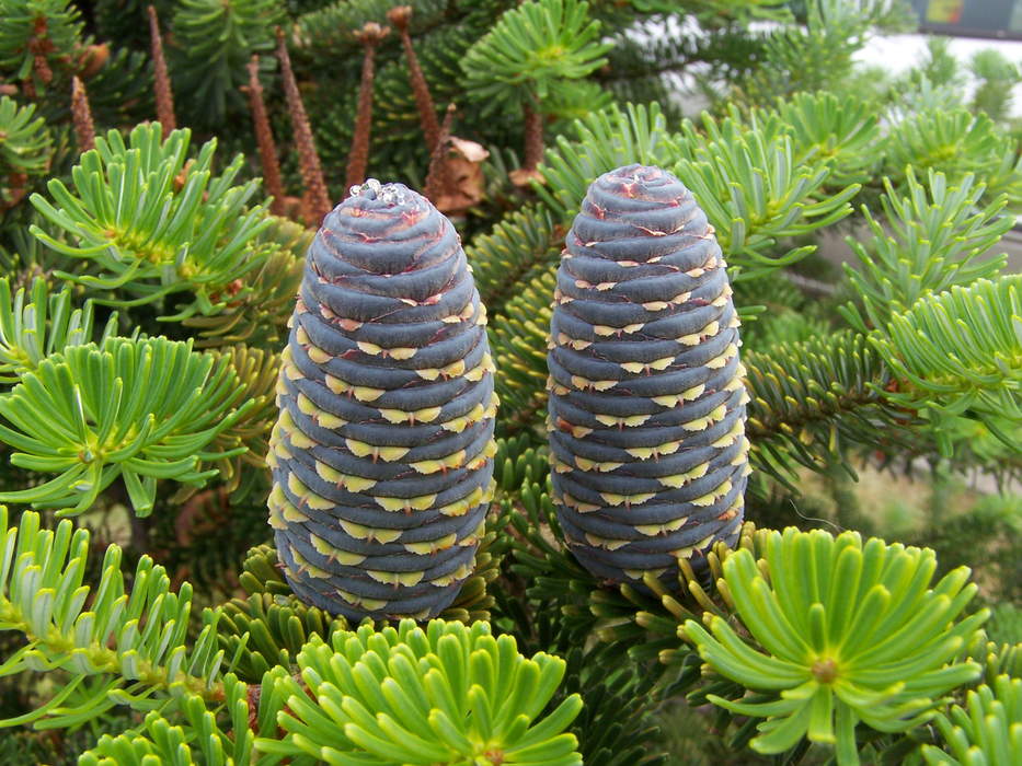 Fir: Genus of plants in the conifer family cedar