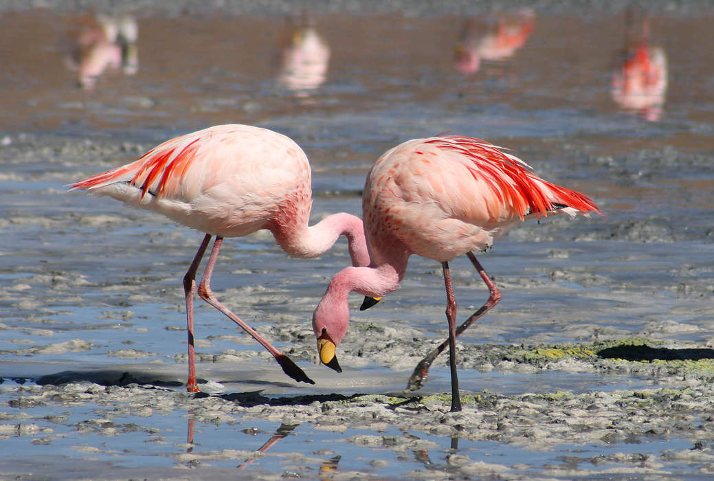 Flamingo: Family of birds