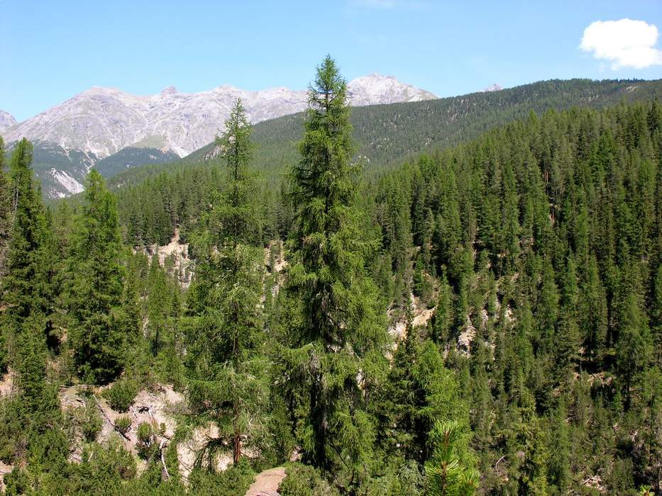 Forest: Dense collection of trees covering a relatively large area