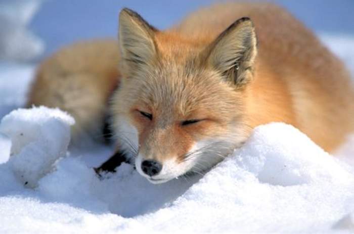 Fox: Genera of mammal
