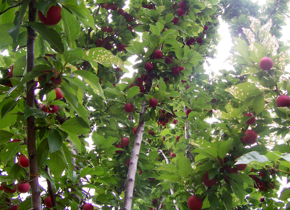 Fruit tree: Tree which bears fruit