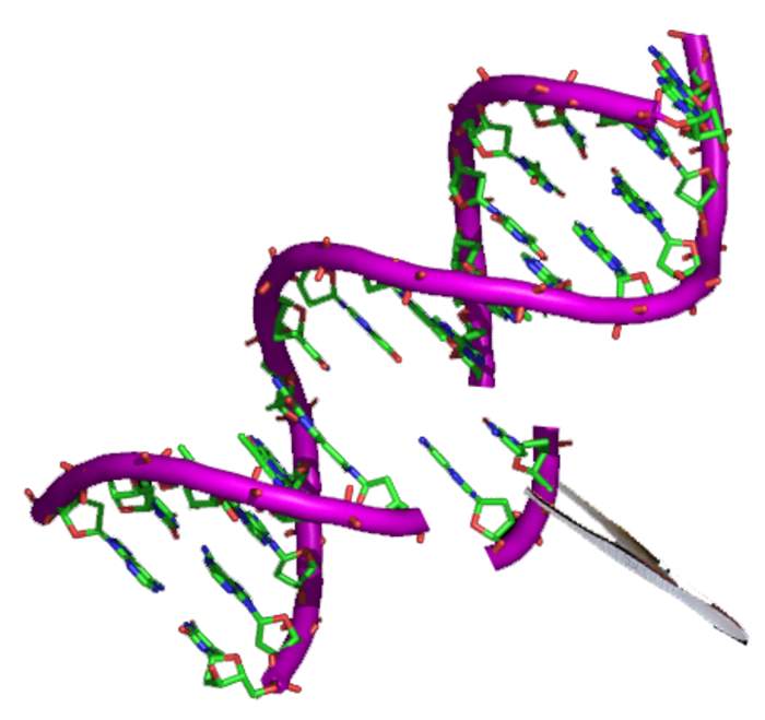 Genetic engineering: Manipulation of an organism's genome