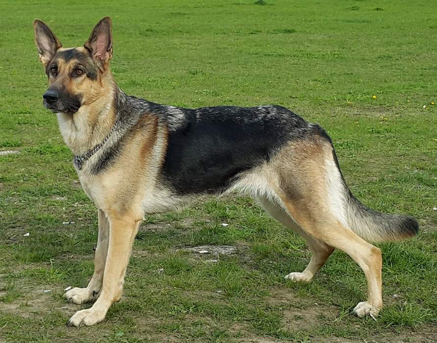 German Shepherd: German breed of shepherd dog