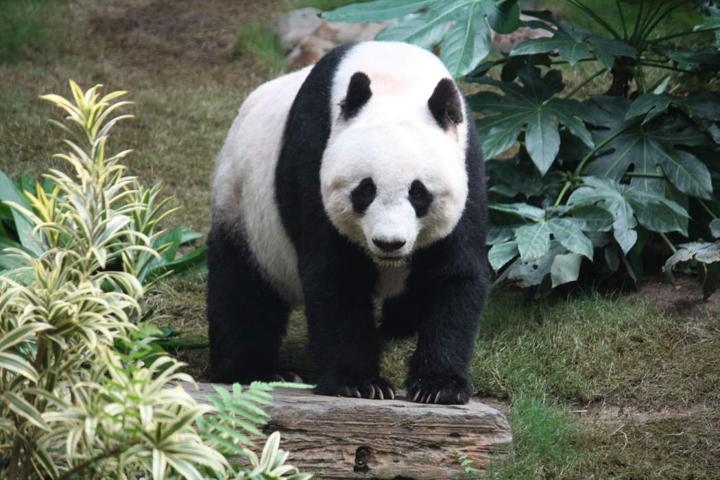 Giant panda: Species of bear
