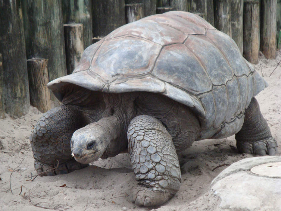 Giant tortoise: Several species of land tortoise