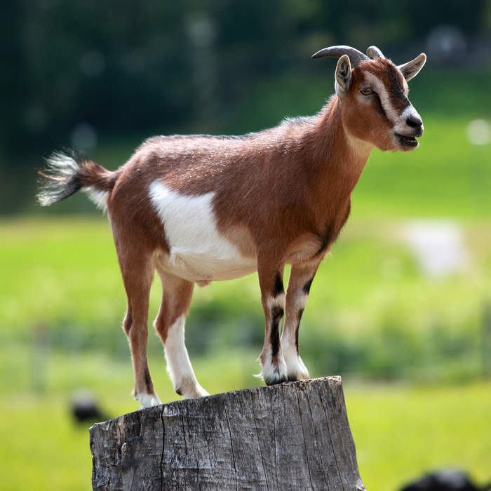 Goat: Domesticated mammal (Capra hircus)