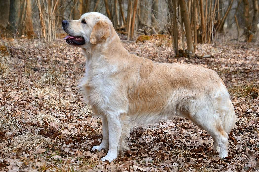 Golden Retriever: Scottish breed of dog