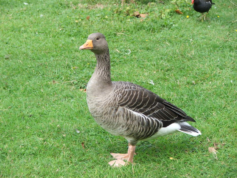 Goose: Common name for a group of waterfowl