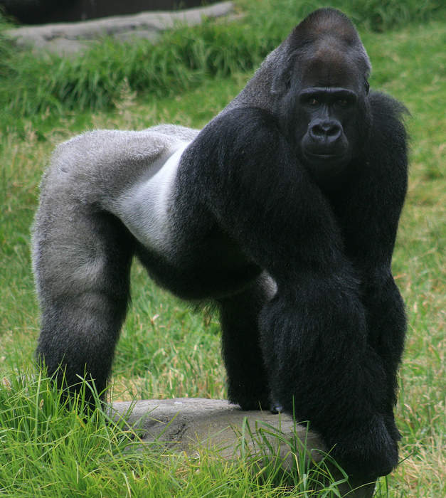 Gorilla: Genus of large African apes