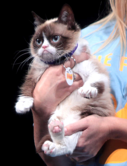 Grumpy Cat: Cat and Internet meme celebrity (2012–2019)