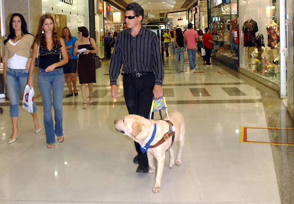 Guide dog: Assistance dog trained to lead blind and visually impaired people around obstacles