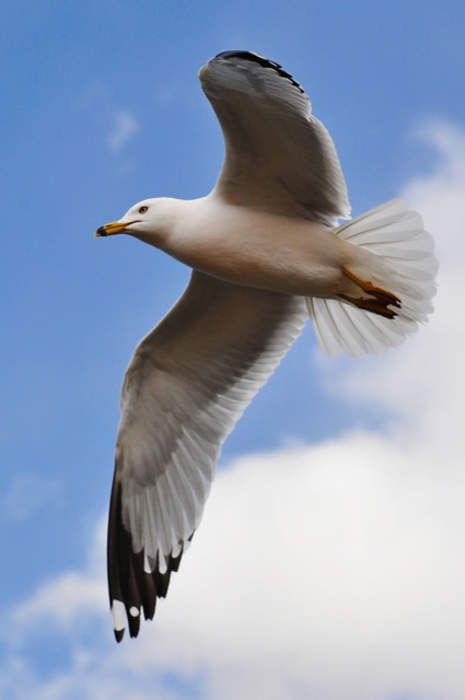 Gull: Seabirds of the family Laridae in the suborder Lari