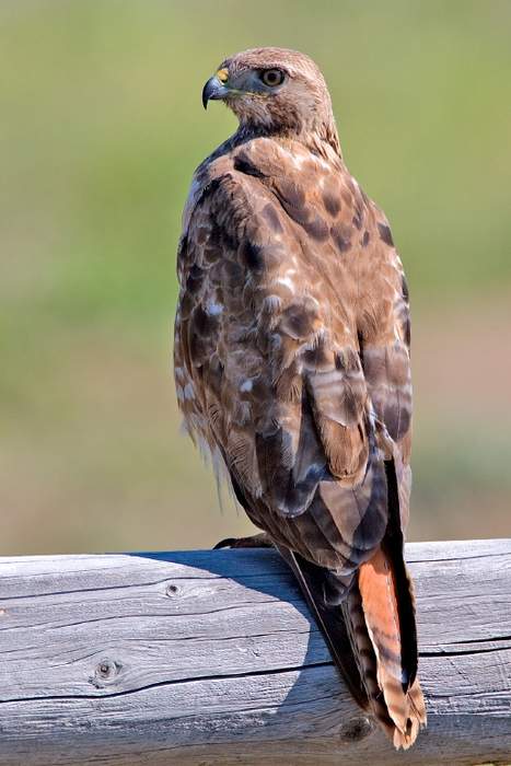 Hawk: Bird of prey