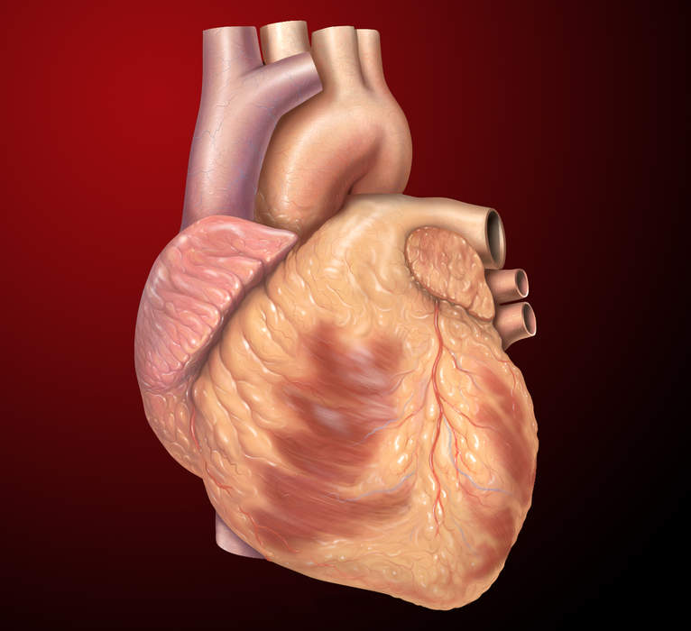 Heart: Organ found inside most animals