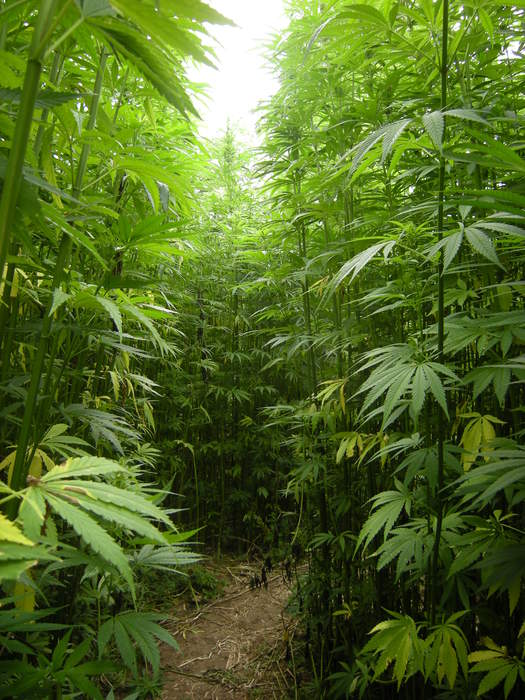 Hemp: Low-THC cannabis plant