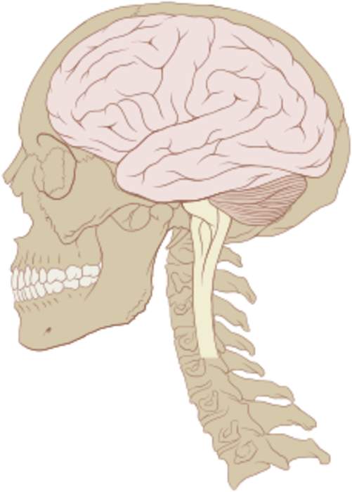 Human brain: Central organ of the human nervous system