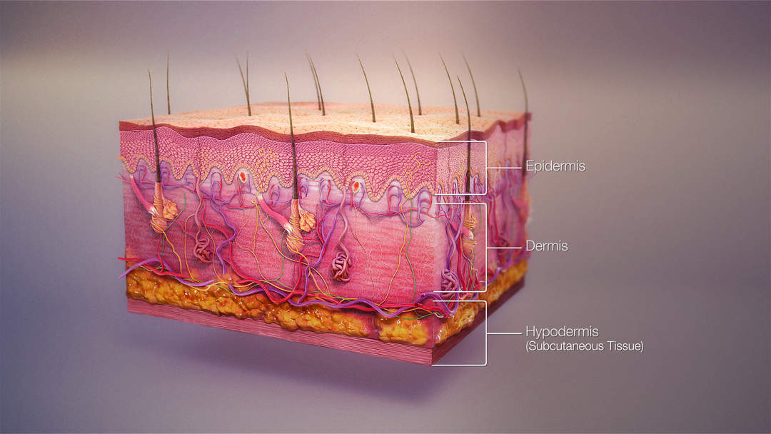 Human skin: Organ covering the outside of the human body