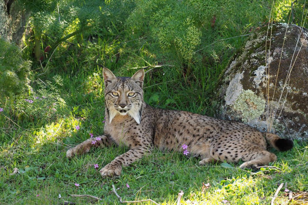 Iberian lynx: Small wild cat