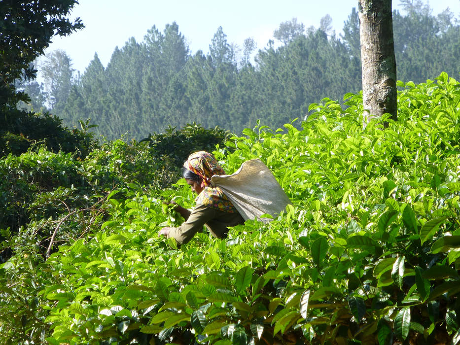 International Tea Day: Holiday