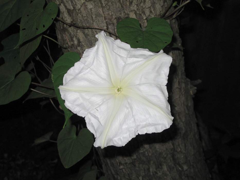 Ipomoea alba: Species of plant