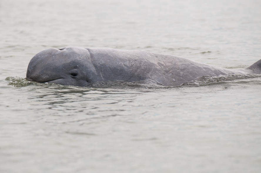 Irrawaddy dolphin: 