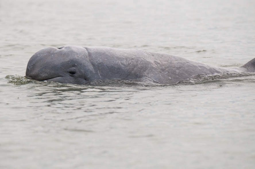 Irrawaddy dolphin: