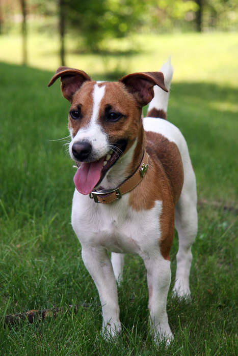 Jack Russell Terrier: Small terrier dog breed