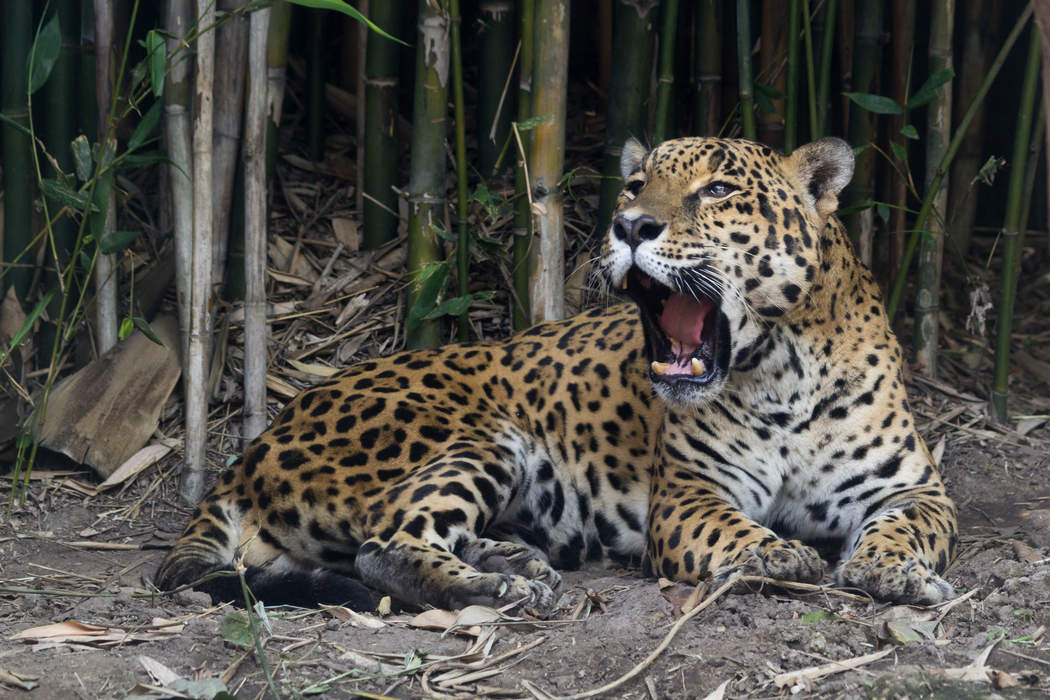 Jaguar: Large cat native to the Americas
