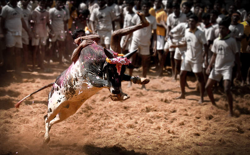 Jallikattu: A traditional bull fighting sport in Tamil Nadu