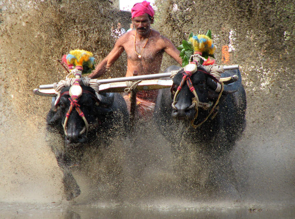 Kambala: Annual buffalo race in Karnataka, India