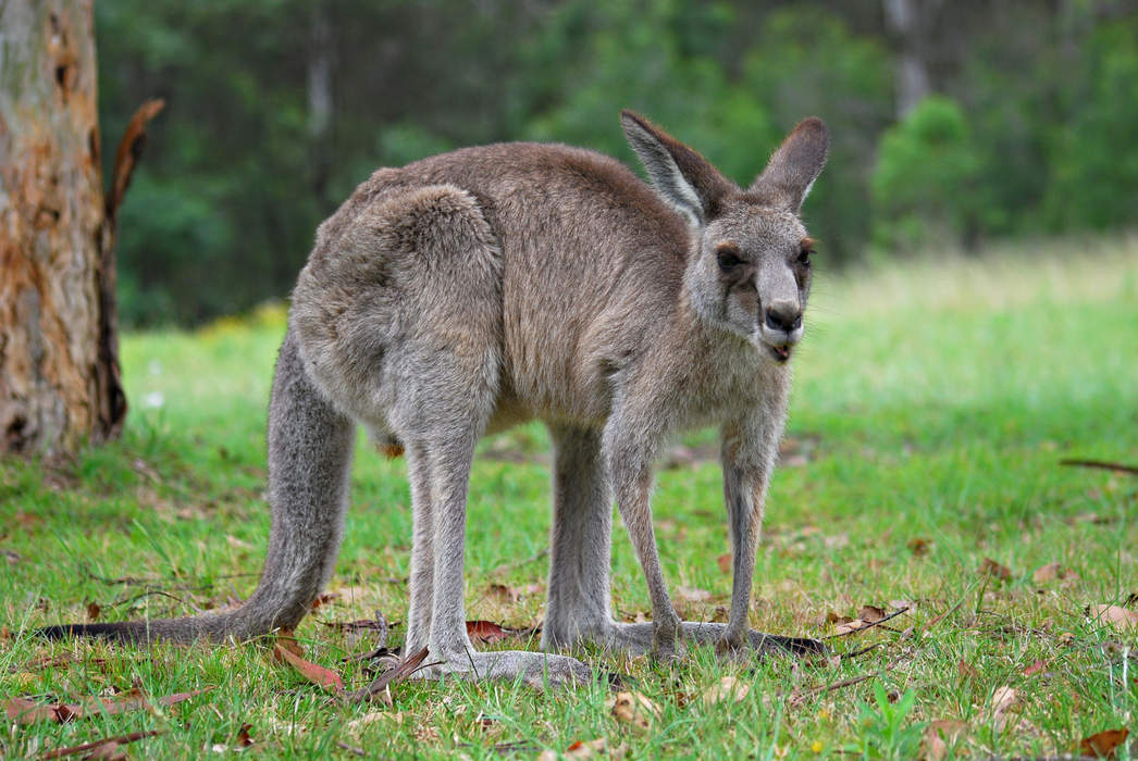 Kangaroo: Marsupial of the family Macropodidae