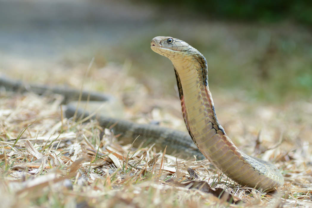 King cobra: Venomous snake species in the family Elapidae, endemic to forests from India through Southeast Asia