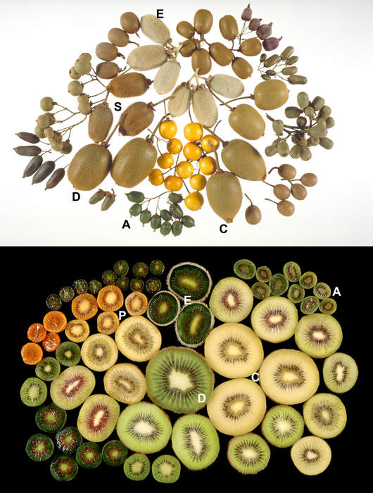 Kiwifruit: Edible berries native to northeast Asia