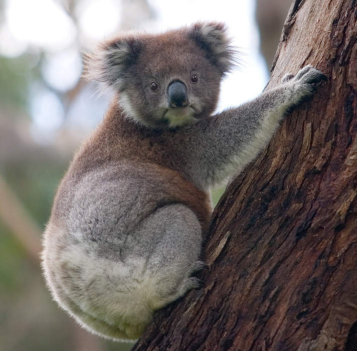Koala: Arboreal herbivorous marsupial native to Australia
