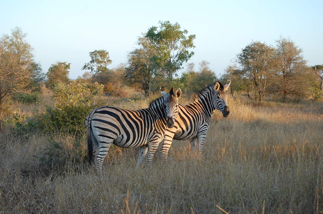 Kruger National Park: First national park in South Africa