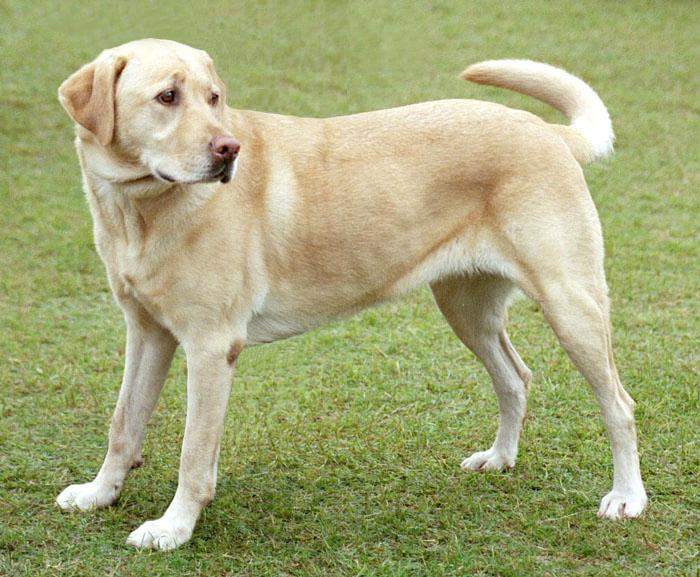 Labrador Retriever: British breed of retriever gun dog
