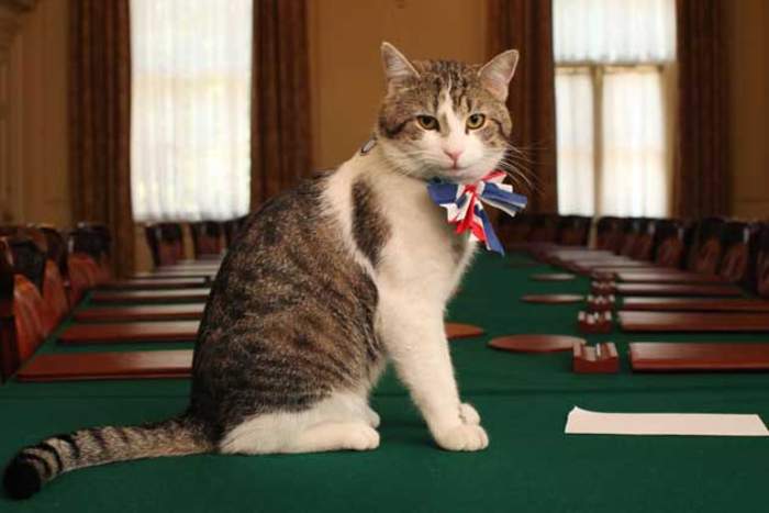 Larry (cat): Chief Mouser to the Cabinet Office since 2011