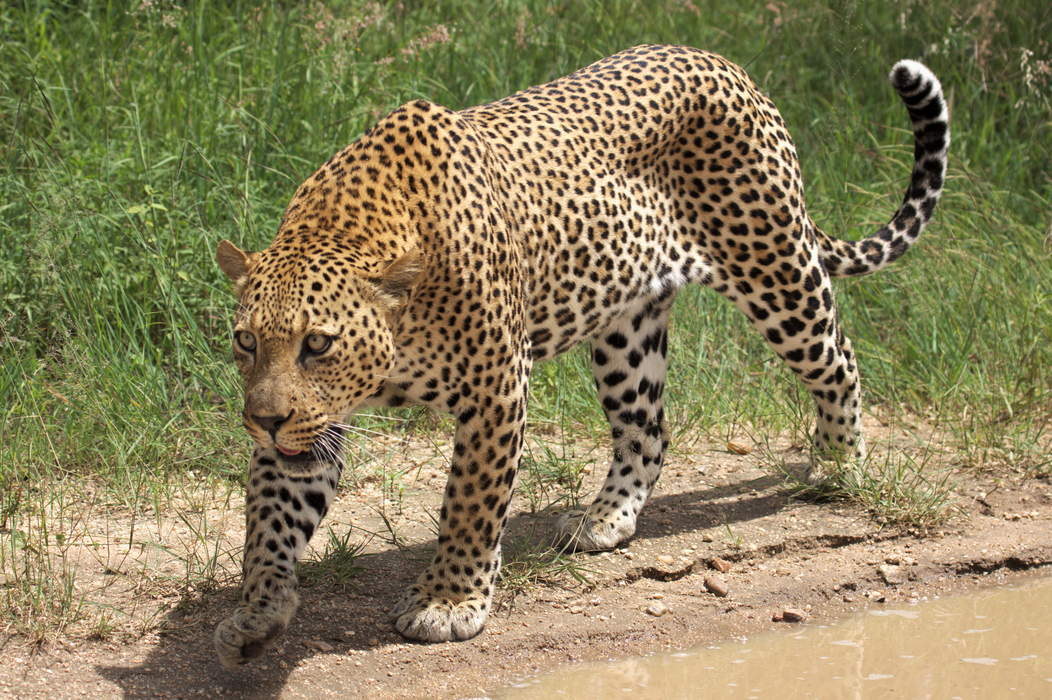 Leopard: Large spotted cat native to Africa and Asia