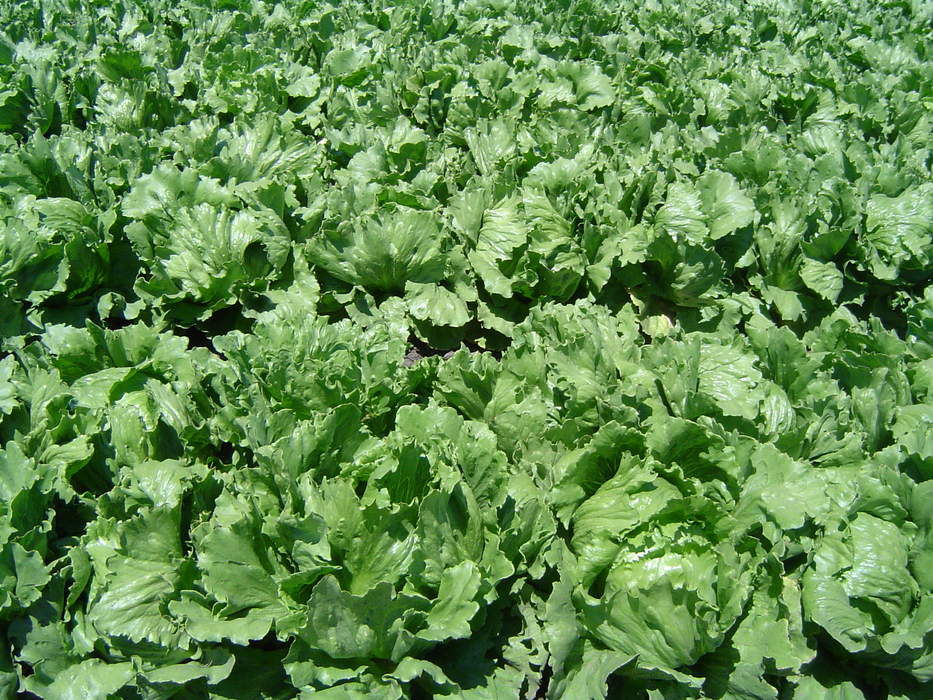 Lettuce: Species of annual plant of the daisy family, most often grown as a leaf vegetable