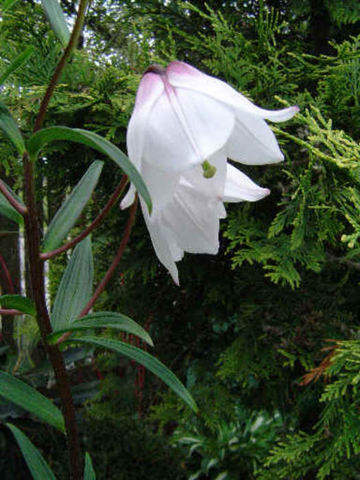 Lilium mackliniae: Species of lily