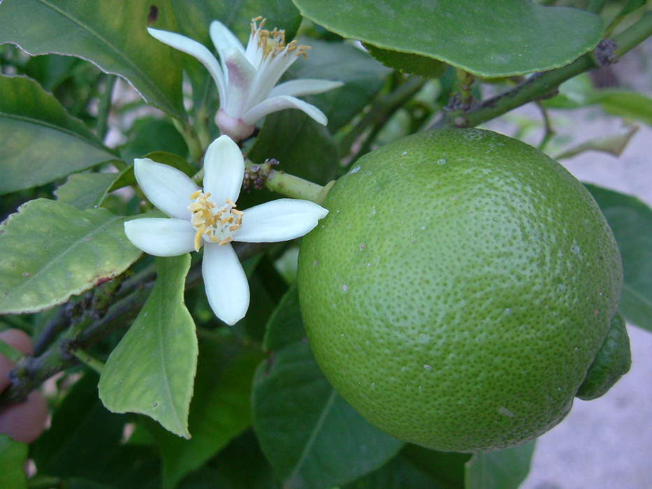 Lime (fruit): Citrus fruit